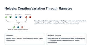 Meiosis: Creating Variation Through Gametes
Sexual reproduction requires two parents. To prevent chromosome numbers
doubling each generation, meiosis halves the chromosome count.
Gametes
Haploid cells — sperm & eggs in animals; pollen & egg
cells in plants
Humans: 46 →23
Body cells have 46 chromosomes; each gamete carries
23 — random mixing creates millions of unique
combinations
 