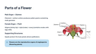 Parts of a Flower
Male Organ — Stamen
Filament + anther; anther produces pollen grains containing
male gametes
Female Organ — Pistil
Stigma (sticky tip) + style (tube) + ovary (contains ovules with
egg cells)
Supporting Structures
Sepals protect the bud; petals attract pollinators
Flowers are the reproductive organs of angiosperms
(flowering plants).
 