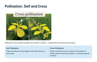 Pollination: Self and Cross
Pollination is the transfer of pollen from anther to stigma — essential for fruit and seed formation.
Self-Pollination
Pollen transferred to the stigma of the same flower or
same plant
Cross-Pollination
Pollen transferred from one plant to the stigma of
another plant of the same species — promotes genetic
variation
 