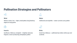 Pollination Strategies and Pollinators
Wind
Wheat, maize, rice — light, small pollen; long feathery
stigma to trap grains
Water
Vallisneria and Hydrilla — water currents carry pollen
Insects
Sunflower, hibiscus, marigold — brightly coloured,
fragrant, nectar-producing; sticky/spiny pollen
Birds
Coral tree, hibiscus — pollinated by Indian white-eye and
sunbirds
 
