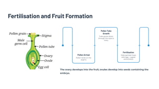 Fertilisation and Fruit Formation
Pollen Arrival
Pollen lands on the
stigma
Fertilisation
Male gamete fuses
with egg → zygote
and embryo
Pollen Tube
Growth
Tube grows down
through the style to
ovary
The ovary develops into the fruit; ovules develop into seeds containing the
embryo.
 