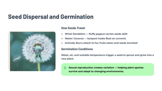 Seed Dispersal and Germination
How Seeds Travel
Wind: Dandelion — fluffy pappus carries seeds aloft
Water: Coconut — buoyant husks float on currents
Animals: Burrs attach to fur; fruits eaten and seeds excreted
Germination Conditions
Water, air, and suitable temperature trigger a seed to sprout and grow into a
new plant.
Sexual reproduction creates variation — helping plant species
survive and adapt to changing environments.
 