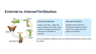 External vs. Internal Fertilisation
External Fertilisation
Frogs & most fish — eggs and
sperm released into water. Large
numbers of eggs produced, but
many lost to predators or
currents.
Internal Fertilisation
Reptiles, birds, mammals —
fertilisation inside the female
body. Fewer eggs, but much
higher survival rate.
Larvae (caterpillars, tadpoles) serve as a feeding stage before transformation
into adults.
 