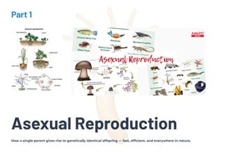 Part 1
Asexual Reproduction
How a single parent gives rise to genetically identical offspring — fast, efficient, and everywhere in nature.
 