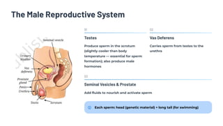 The Male Reproductive System
01
Testes
Produce sperm in the scrotum
(slightly cooler than body
temperature — essential for sperm
formation); also produce male
hormones
02
Vas Deferens
Carries sperm from testes to the
urethra
03
Seminal Vesicles & Prostate
Add fluids to nourish and activate sperm
Each sperm: head (genetic material) + long tail (for swimming)
 