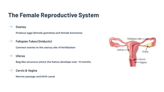 The Female Reproductive System
Ovaries
Produce eggs (female gametes) and female hormones
Fallopian Tubes (Oviducts)
Connect ovaries to the uterus; site of fertilisation
Uterus
Bag-like structure where the foetus develops over ~9 months
Cervix & Vagina
Narrow passage and birth canal
 