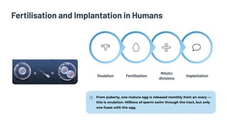 Fertilisation and Implantation in Humans
Implantation
Mitotic
divisions
Fertilisation
Ovulation
From puberty, one mature egg is released monthly from an ovary —
this is ovulation. Millions of sperm swim through the tract, but only
one fuses with the egg.
 
