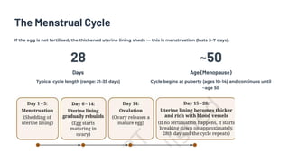 The Menstrual Cycle
If the egg is not fertilised, the thickened uterine lining sheds 4 this is menstruation (lasts 337 days).
28
Days
Typical cycle length (range: 21335 days)
~50
Age (Menopause)
Cycle begins at puberty (ages 10314) and continues until
~age 50
 
