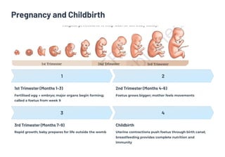 Pregnancy and Childbirth
1
1st Trimester (Months 1–3)
Fertilised egg → embryo; major organs begin forming;
called a foetus from week 9
2
2nd Trimester (Months 4–6)
Foetus grows bigger; mother feels movements
3
3rd Trimester (Months 7–9)
Rapid growth; baby prepares for life outside the womb
4
Childbirth
Uterine contractions push foetus through birth canal;
breastfeeding provides complete nutrition and
immunity
 