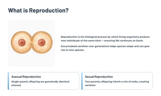 What is Reproduction?
Reproduction is the biological process by which living organisms produce
new individuals of the same kind — ensuring life continues on Earth.
Accumulated variation over generations helps species adapt and can give
rise to new species.
Asexual Reproduction
Single parent; offspring are genetically identical
(clones)
Sexual Reproduction
Two parents; offspring inherit a mix of traits, creating
variation
 
