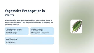 Vegetative Propagation in
Plants
New plants arise from vegetative (growing) parts — roots, stems, or
leaves — without seeds. Only one parent is involved, so offspring are
genetically identical.
Underground Stems
Potato & ginger
Stem Cuttings
Money plant & sugarcane
Leaf Plantlets
Bryophyllum
 