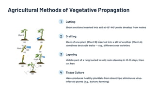 Agricultural Methods of Vegetative Propagation
1 Cutting
Shoot sections inserted into soil at 45°360°; roots develop from nodes
2 Grafting
Stem of one plant (Plant B) inserted into a slit of another (Plant A);
combines desirable traits 4 e.g., different rose varieties
3 Layering
Middle part of a twig buried in soil; roots develop in 10315 days, then
cut free
4 Tissue Culture
Mass-produces healthy plantlets from shoot tips; eliminates virus-
infected plants (e.g., banana farming)
 
