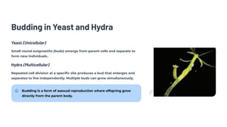 Budding in Yeast and Hydra
Yeast (Unicellular)
Small round outgrowths (buds) emerge from parent cells and separate to
form new individuals.
Hydra (Multicellular)
Repeated cell division at a specific site produces a bud that enlarges and
separates to live independently. Multiple buds can grow simultaneously.
Budding is a form of asexual reproduction where offspring grow
directly from the parent body.
 