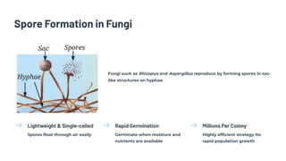 Spore Formation in Fungi
Fungi such as Rhizopus and Aspergillus reproduce by forming spores in sac-
like structures on hyphae.
Lightweight & Single-celled
Spores float through air easily
Rapid Germination
Germinate when moisture and
nutrients are available
Millions Per Colony
Highly efficient strategy for
rapid population growth
 