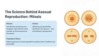 The Science Behind Asexual
Reproduction: Mitosis
Mitosis
Cell division producing two
daughter cells with the same
number of chromosomes as
the parent
Clones
Offspring are genetically
identical to the parent — fast
and efficient reproduction
Population Boom
Helps organisms increase population quickly when conditions are
favourable
 