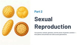 Part 2
Sexual
Reproduction
Two parents, meiosis, gametes, and the power of genetic variation —
how plants and animals mix traits across generations.
 