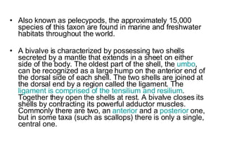Also known as pelecypods, the approximately 15,000 species of this taxon are found in marine and freshwater habitats throughout the world. A bivalve is characterized by possessing two shells secreted by a mantle that extends in a sheet on either side of the body. The oldest part of the shell, the  umbo , can be recognized as a large hump on the anterior end of the dorsal side of each shell. The two shells are joined at the dorsal end by a region called the ligament. The  ligament is comprised of the tensilium and resilium . Together they open the shells at rest. A bivalve closes its shells by contracting its powerful adductor muscles. Commonly there are two, an  anterior  and a  posterior  one, but in some taxa (such as scallops) there is only a single, central one. 