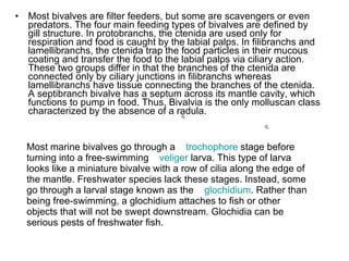 Most bivalves are filter feeders, but some are scavengers or even predators. The four main feeding types of bivalves are defined by gill structure. In protobranchs, the ctenida are used only for respiration and food is caught by the labial palps. In filibranchs and lamellibranchs, the ctenida trap the food particles in their mucous coating and transfer the food to the labial palps via ciliary action. These two groups differ in that the branches of the ctenida are connected only by ciliary junctions in filibranchs whereas lamellibranchs have tissue connecting the branches of the ctenida. A septibranch bivalve has a septum across its mantle cavity, which functions to pump in food. Thus, Bivalvia is the only molluscan class characterized by the absence of a radula. Most marine bivalves go through a    trochophore  stage before turning into a free-swimming    veliger  larva. This type of larva looks like a miniature bivalve with a row of cilia along the edge of the mantle. Freshwater species lack these stages. Instead, some go through a larval stage known as the    glochidium . Rather than being free-swimming, a glochidium attaches to fish or other objects that will not be swept downstream. Glochidia can be serious pests of freshwater fish. 