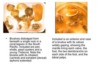 Bivalves dislodged from beneath a single rock in a coral lagoon in the South Pacific. Included are pen shells, pearl oysters and a young  Tridacna . Note the bivalve with its inhalant (ventral) and exhalant (dorsal) siphons extended.   Included is an anterior end view of a bivalve with its valves widely gaping, showing the mantle lining each valve, the foot, the two demibranchs on each side of the foot, and the labial palps.   