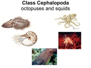 Class Cephalopoda octopuses and squids 