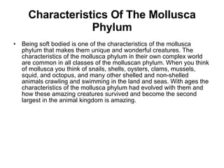 Characteristics Of The Mollusca Phylum Being soft bodied is one of the characteristics of the mollusca phylum that makes them unique and wonderful creatures. The characteristics of the mollusca phylum in their own complex world are common in all classes of the molluscan phylum. When you think of mollusca you think of snails, shells, oysters, clams, mussels, squid, and octopus, and many other shelled and non-shelled animals crawling and swimming in the land and seas. With ages the characteristics of the mollusca phylum had evolved with them and how these amazing creatures survived and become the second largest in the animal kingdom is amazing. 