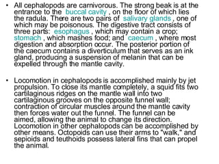 All cephalopods are carnivorous. The strong beak is at the entrance to the  buccal cavity  , on the floor of which lies the radula. There are two pairs of  salivary glands  , one of which may be poisonous. The digestive tract consists of three parts:  esophagus  , which may contain a crop;  stomach  , which mashes food; and  caecum  , where most digestion and absorption occur. The posterior portion of the caecum contains a diverticulum that serves as an ink gland, producing a suspension of melanin that can be expelled through the mantle cavity. Locomotion in cephalopods is accomplished mainly by jet propulsion. To close its mantle completely, a squid fits two cartilaginous ridges on the mantle wall into two cartilaginous grooves on the opposite funnel wall; contraction of circular muscles around the mantle cavity then forces water out the funnel. The funnel can be aimed, allowing the animal to change its direction. Locomotion in other cephalopods can be accomplished by other means. Octopoids can use their arms to "walk," and sepioids and teuthoids possess lateral fins that can propel the animal. 