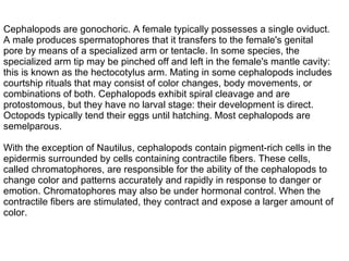 Cephalopods are gonochoric. A female typically possesses a single oviduct. A male produces spermatophores that it transfers to the female's genital pore by means of a specialized arm or tentacle. In some species, the specialized arm tip may be pinched off and left in the female's mantle cavity: this is known as the hectocotylus arm. Mating in some cephalopods includes courtship rituals that may consist of color changes, body movements, or combinations of both. Cephalopods exhibit spiral cleavage and are protostomous, but they have no larval stage: their development is direct. Octopods typically tend their eggs until hatching. Most cephalopods are semelparous. With the exception of Nautilus, cephalopods contain pigment-rich cells in the epidermis surrounded by cells containing contractile fibers. These cells, called chromatophores, are responsible for the ability of the cephalopods to change color and patterns accurately and rapidly in response to danger or emotion. Chromatophores may also be under hormonal control. When the contractile fibers are stimulated, they contract and expose a larger amount of color. 