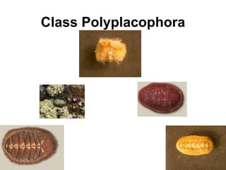 Class Polyplacophora 
