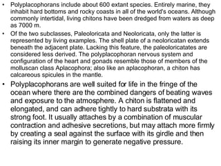 Polyplacophorans include about 600 extant species. Entirely marine, they inhabit hard bottoms and rocky coasts in all of the world's oceans. Although commonly intertidal, living chitons have been dredged from waters as deep as 7000 m. Of the two subclasses, Paleoloricata and Neoloricata, only the latter is represented by living examples. The shell plate of a neoloricatan extends beneath the adjacent plate. Lacking this feature, the paleoloricatates are considered less derived. The polyplacophoran nervous system and configuration of the heart and gonads resemble those of members of the molluscan class Aplacophora; also like an aplacophoran, a chiton has calcareous spicules in the mantle. Polyplacophorans are well suited for life in the fringe of the ocean where there are the combined dangers of beating waves and exposure to the atmosphere. A chiton is flattened and elongated, and can adhere tightly to hard substrata with its strong foot. It usually attaches by a combination of muscular contraction and adhesive secretions, but may attach more firmly by creating a seal against the surface with its girdle and then raising its inner margin to generate negative pressure. 