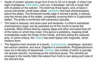 Adults of modern species range from 8 mm to 33 cm in length. A chiton has eight overlapping  shell plates , and can, if dislodged, roll into a rough ball with its plates on the exterior. The shell has three layers, and, at least in young individuals, small tubes called  aesthetes  that bear photoreceptors pierce the plates. The thickened mantle edge is termed a girdle; it extends onto the dorsal side of the plates, completely covering them in Cryptochiton stelleri. The girdle is reinforced with calcareous spicules. The head is reduced, and lacks eyes and tentacles. A chiton's subradular chemosensory organ can be extended out of the mouth to sense the substrate. Most chitons feed by rasping algae and other encrusted food off of the rocks on which they crawl. One genus is predatory, trapping small invertebrates under the fringe of the mantle, and then eating the captured prey. In some chitons, the  radula  has teeth tipped with magnetite, which hardens them. The digestive tract consists of a mouth,  buccal cavity , esophagus, stomach, two-section intestine, and anus. Digestion is extracellular. Polyplacophorans have six to 88 pairs of bipectinate  ctenidia , the number of which is typically not species specific, increasing as the individual grows. The ctenidia are arranged in the mantle folds that extend from front to rear along each side of the animal's foot. 