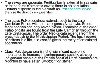 The sexes are separate. Fertilization is external in seawater or in the female's mantle cavity; there is no copulation. Chitons disperse in the plankton as  trochophore larvae , then settle directly as juveniles. The class Polyplacophora extends back to the Late Cambrian Period with the early genus Matthevia. Some fossil species had only seven plates. Examples of the order Paleoloricata are found from the Late Cambrian through the Late Cretaceous. The order Neoloricata extends from the present back to the Mississippian Period. The fossil record of chitons is difficult to assess given the rarity of articulated specimens. Class Polyplacophora is not of significant economic importance to humans in contemporary society, although indigenous people of the Pacific coast of North America are reported to have eaten  Cryptochiton stelleri . 
