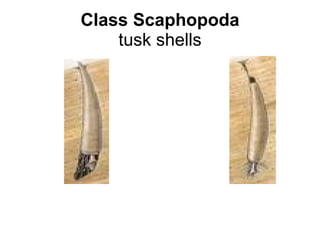 Class Scaphopoda tusk shells 