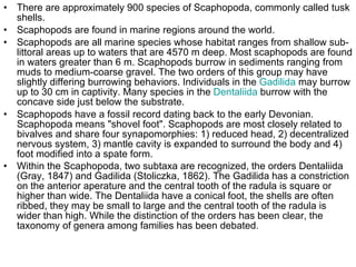 There are approximately 900 species of Scaphopoda, commonly called tusk shells.  Scaphopods are found in marine regions around the world.  Scaphopods are all marine species whose habitat ranges from shallow sub-littoral areas up to waters that are 4570 m deep. Most scaphopods are found in waters greater than 6 m. Scaphopods burrow in sediments ranging from muds to medium-coarse gravel. The two orders of this group may have slightly differing burrowing behaviors. Individuals in the  Gadilida  may burrow up to 30 cm in captivity. Many species in the  Dentaliida  burrow with the concave side just below the substrate. Scaphopods have a fossil record dating back to the early Devonian. Scaphopoda means "shovel foot". Scaphopods are most closely related to bivalves and share four synapomorphies: 1) reduced head, 2) decentralized nervous system, 3) mantle cavity is expanded to surround the body and 4) foot modified into a spate form. Within the Scaphopoda, two subtaxa are recognized, the orders Dentaliida (Gray, 1847) and Gadilida (Stoliczka, 1862). The Gadilida has a constriction on the anterior aperature and the central tooth of the radula is square or higher than wide. The Dentaliida have a conical foot, the shells are often ribbed, they may be small to large and the central tooth of the radula is wider than high. While the distinction of the orders has been clear, the taxonomy of genera among families has been debated .  