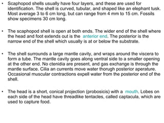 Scaphopod shells usually have four layers, and these are used for identification. The shell is curved, tubular, and shaped like an elephant tusk. Most average 3 to 6 cm long, but can range from 4 mm to 15 cm. Fossils show specimens 30 cm long. The scaphopod shell is open at both ends. The wider end of the shell where the head and foot extends out is the  anterior end . The posterior is the narrow end of the shell which usually is at or below the substrate. The shell surrounds a large mantle cavity, and wraps around the viscera to form a tube. The mantle cavity goes along ventral side to a smaller opening at the other end. No ctenidia are present, and gas exchange is through the mantle surface. Cilia an currents move water thorugh posterior aperature. Occasional muscular contractions expell water from the posterior end of the shell. The head is a short, conical projection (probosicis) with a  mouth . Lobes on each side of the head have threadlike tentacles, called captacula, which are used to capture food. 
