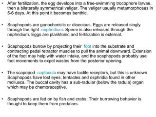 After fertilization, the egg develops into a free-swimming trocophore larvae, then a bilaterally symmetrical veliger. The veliger usually metamorphoses in 5-6 days. At this point it becomes benthic.  Scaphopods are gonochoristic or dioecious. Eggs are released singly through the right  nephridium . Sperm is also released through the nephridium. Eggs are planktonic and fertilization is external.  Scaphopods burrow by projecting their  foot  into the substrate and contracting pedal retractor muscles to pull the animal downward. Extension of the foot may help with water intake, and the scaphopods probably use foot movements to expel wastes from the posterior opening. The scapopod  captacula  may have tactile receptors, but this is unknown. Scaphopods have lost eyes, tentacles and osphridia found in other molluscs. The buccal cavity has a sub-radular (below the radula) organ which may be chemoreceptive.  Scaphopods are fed on by fish and crabs. Their burrowing behavior is thought to keep them from predators.  