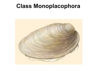 Class Monoplacophora 