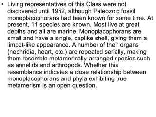 Living representatives of this Class were not discovered until 1952, although Paleozoic fossil monoplacophorans had been known for some time. At present, 11 species are known. Most live at great depths and all are marine. Monoplacophorans are small and have a single, caplike shell, giving them a limpet-like appearance. A number of their organs (nephridia, heart, etc.) are repeated serially, making them resemble metamerically-arranged species such as annelids and arthropods. Whether this resemblance indicates a close relationship between monoplacophorans and phyla exhibiting true metamerism is an open question. 