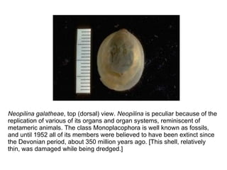 Neopilina galatheae , top (dorsal) view.  Neopilina  is peculiar because of the replication of various of its organs and organ systems, reminiscent of metameric animals. The class Monoplacophora is well known as fossils, and until 1952 all of its members were believed to have been extinct since the Devonian period, about 350 million years ago. [This shell, relatively thin, was damaged while being dredged.] 