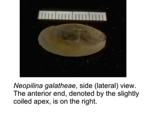 Neopilina galatheae , side (lateral) view. The anterior end, denoted by the slightly coiled apex, is on the right. 