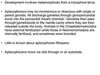 Development involves metamorphosis from a trocophore larva.  Aplacophorans may be monoecious or dioecious with single or paired gonads. All discharge gametes through gonopericardial ducts into the pericardial (heart) chamber. Gametes then pass through gametoducts to the mantle cavity where they are then released outside the body. Animals in the Chaetodermomorpha have external fertilization while those in Neomeniomorpha are internally fertilized, and sometimes even brooded.  Little is known about aplacophoran lifespans. Aplacophorans move via cilia through or on substrate.  