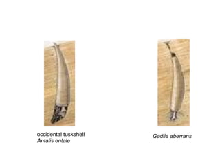 Gadila aberrans occidental tuskshell Antalis entale   