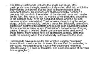 The Class Gastropoda includes the snails and slugs. Most gastropods have a single, usually spirally coiled shell into which the body can be withdrawn, but the shell is lost or reduced some important groups. Gastropods are characterized by "torsion," a process that results in the rotation of the visceral mass and mantle on the foot. The result is that the mantle cavity (including anus) lies in the anterior body, over the head and mouth, and the gut and nervous system are twisted. Torsion takes place during the veliger stage, usually very rapidly. Veligers are at first bilaterally symmetric, but torsion destroys this pattern and results in an asymmetric adult. Some species reverse torsion ("detorsion"), but evidence of having passed through a twisted phase can be seen in the anatomy of these forms. Many snails have an operculum, a horny plate that seals the opening when the snail's body is drawn into the shell. Gastropods have a muscular foot which is used for "creeping" locomotion in most species. In some, it is modified for swimming or burrowing. Most gastropods have a well-developed head that includes eyes, 1-2 pairs of tentacles, and a concentration of nervous tissue (ganglion). 