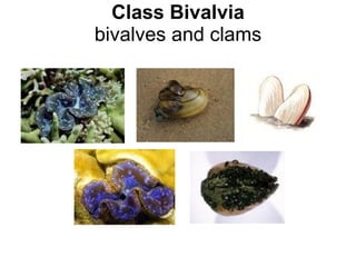Class Bivalvia bivalves and clams 