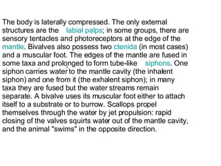The body is laterally compressed. The only external structures are the    labial  palps ; in some groups, there are sensor...