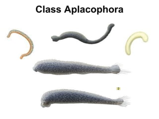 Class Aplacophora 