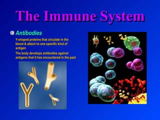 The Immune System Antibodies Y-shaped proteins that circulate in the blood & attach to one specific kind of antigen The body develops antibodies against antigens that it has encountered in the past 