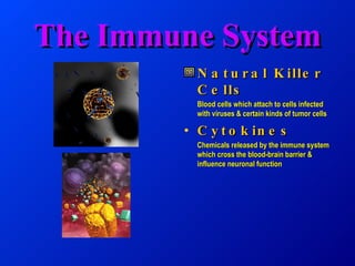 The Immune System Natural Killer Cells Blood cells which attach to cells infected with viruses & certain kinds of tumor cells Cytokines Chemicals released by the immune system which cross the blood-brain barrier & influence neuronal function 