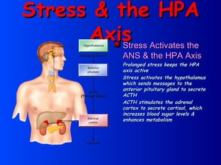 Stress & the HPA Axis Stress Activates the ANS & the HPA Axis Prolonged stress keeps the HPA axis active Stress activates the hypothalamus which sends messages to the anterior pituitary gland to secrete ACTH ACTH stimulates the adrenal cortex to secrete cortisol, which increases blood sugar levels & enhances metabolism 
