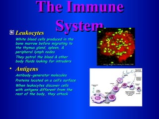 The Immune System Leukocytes White blood cells produced in the bone marrow before migrating to the thymus gland, spleen, & peripheral lymph nodes They patrol the blood & other body fluids looking for intruders Antigens Antibody-generator molecules Proteins located on a cell’s surface When leukocytes discover cells with antigens different from the rest of the body, they attack 