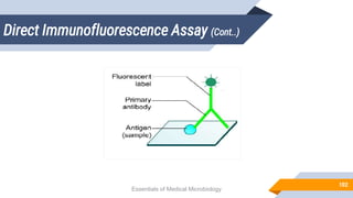Direct Immunofluorescence Assay (Cont..)
102
Essentials of Medical Microbiology
 
